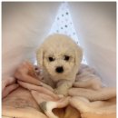 도그마루 강아지고양이 안양점 이미지