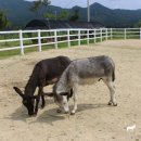 하당목장 이미지