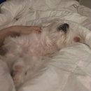 빙고네펫샵 이미지