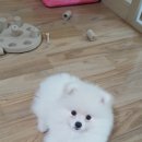 스카이개슬 이미지