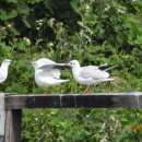 하단동1211 이미지