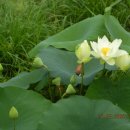 평화동-08 이미지