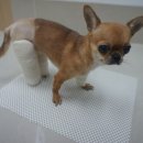 미리내동물병원 이미지