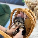 광주강아지분양 고양이분양 24시 데려가개본점 이미지