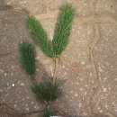 조경기능사(실기) 이미지