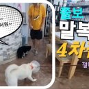 안면도덤앤더머