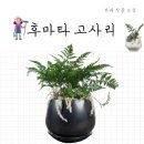 레인보우가든 - 후마타고사리 심기🌿 이미지