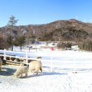 하늘목장 이미지