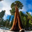 자이언트포레스트 이미지