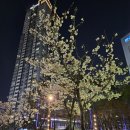 봄 디저트 추천! 투썸 금귤생크림케이크와 콜드브루 찰떡 조합