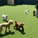 강아지 놀이터 이미지