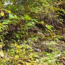 춘천숲자연휴양림 이미지