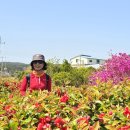 노을지는갯마을 이미지