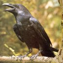 자연 청소부...까마귀 (Carrion Crow) 이미지