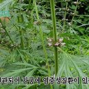 뾰루지와 여드름도 치료하는 익모초의 효능 조회수 1.2만회 4년 전 이미지