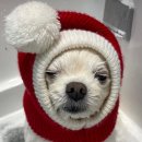 솜솜 애견미용 이미지