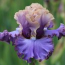 아이리스 이미지