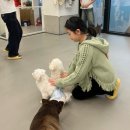 리츠펫(송도점) 이미지