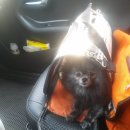 꼬마애견 이미지