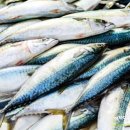 고인돌 김밥 네이버블로그