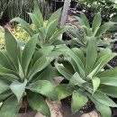 형아농장 이미지