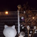 여주 다리원 애견독채팬션 이미지