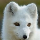 여우사람 이미지