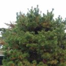 구로리공원 이미지