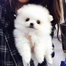 베베이모