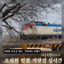 (주)세종교통 | 세종 조치원 벚꽃 명소 기찻길 | 3월 마지막주 실시간 개화현황 및 만개시기