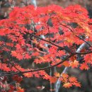 피아골 단풍공원 이미지