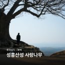 산성마을버스회차지 | 충청남도 가볼만한곳 부여 성흥산성 사랑나무 환혼 촬영지