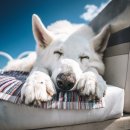 강릉동물병원 이미지