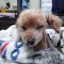 맑은숲동물병원 이미지