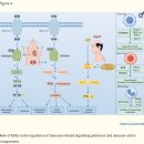 Re: BHB+Lysine --＞히스톤 단백질 변화.. 인체 질환 치료효과 --＞ 암치료 효과 ... 이미지