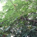 모성약국 이미지