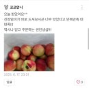 주식회사 내일날씨 | [앵콜공구!] 신비복숭아 시즌아웃 마지막 공구(오늘 내일 단 이틀)