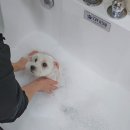 예쁘개해줄개 이미지