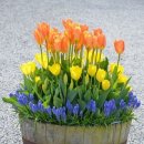 (봄맞이) 홈가드닝 이미지