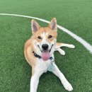 반려반상 이미지