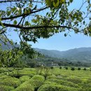 광활농협주유소 이미지