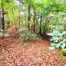 강정보 녹색길 이미지