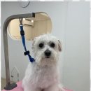 한결강아지미용실 이미지