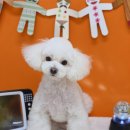 개린이미용실 이미지