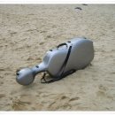 부산갈메기 이미지