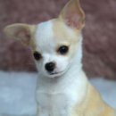 양지켄넬 이미지