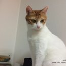 도도한고양이 이미지