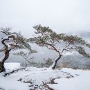 설송
