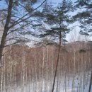 원대리 자작나무숲 이미지