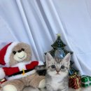 프리펫 강아지분양 고양이분양 천안본점 이미지